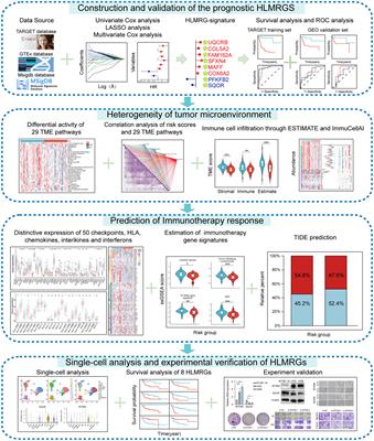 A novel hypoxia- and lactate metabolism-related prognostic signature to characterize the immune landscape and predict immunotherapy response in osteosarcoma